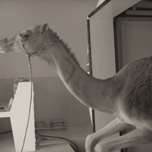 A camel being led into a large veterinary chamber