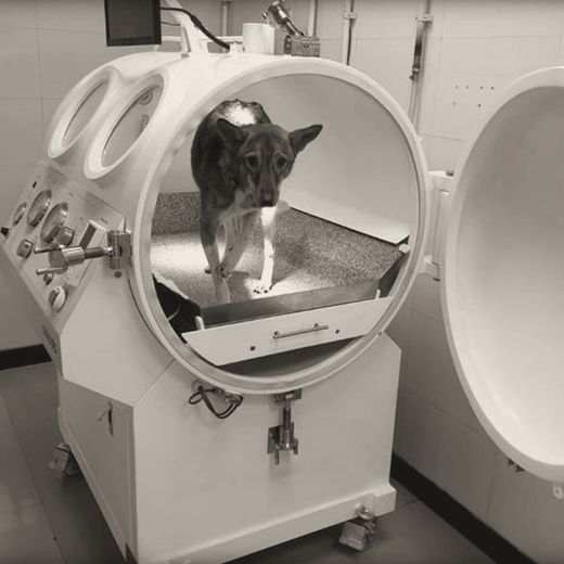 A dog standing inside an open veterinary chamber